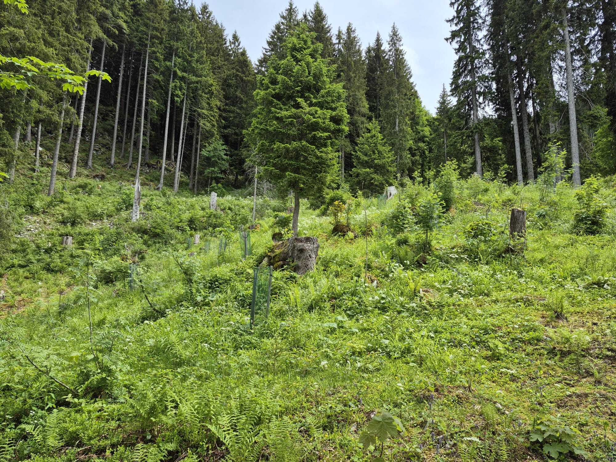 Fageb Baum pflanzen Juni2026 1