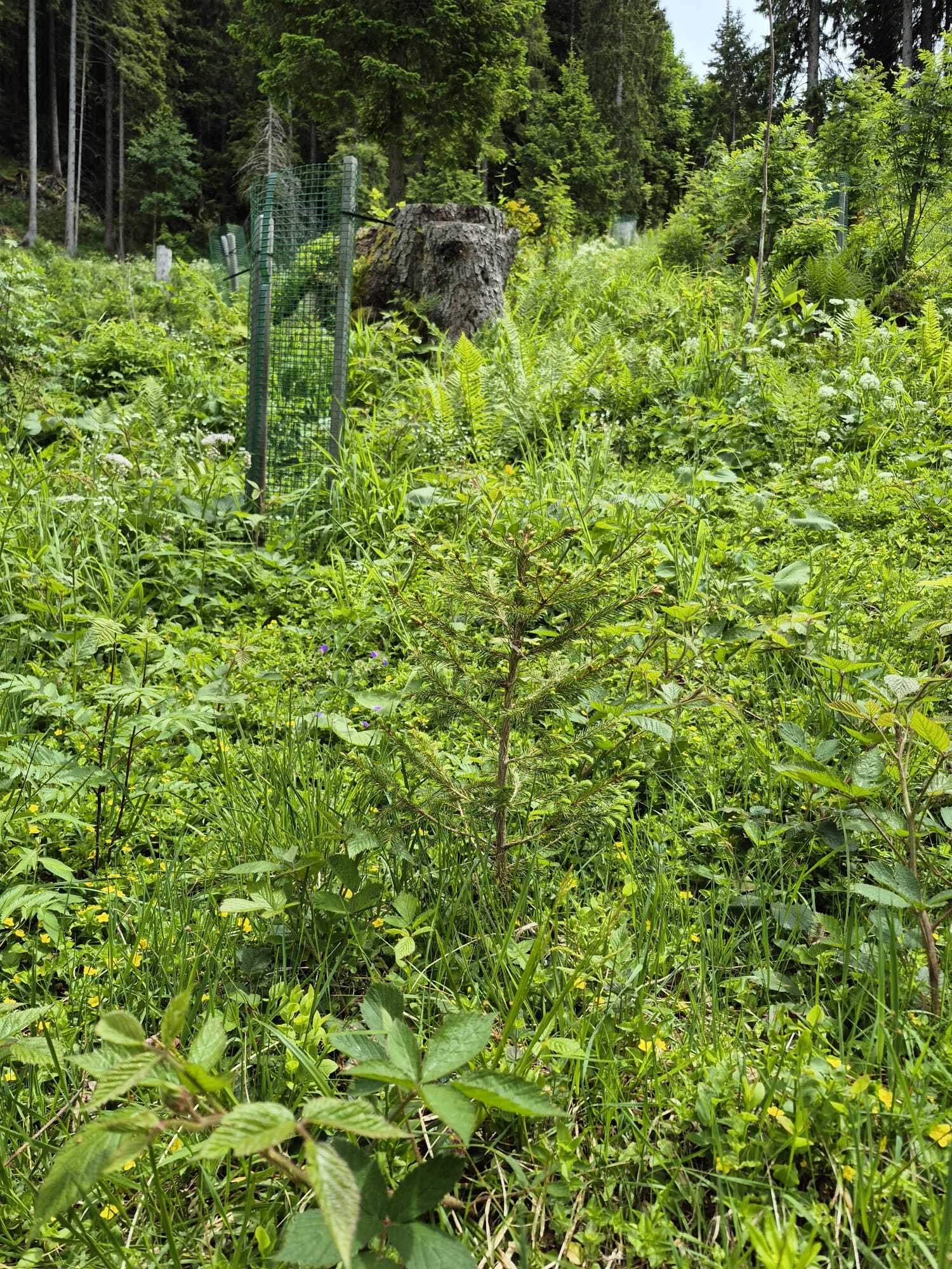 Fageb Baum pflanzen Juni2026 2